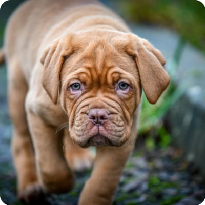 Photo of Dogue De Bordeaux
