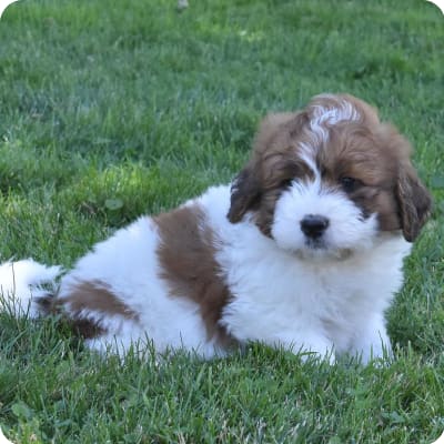 Photo of Saint Berdoodles