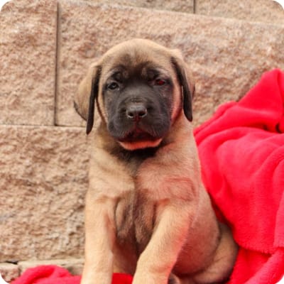 Photo of English Mastiff