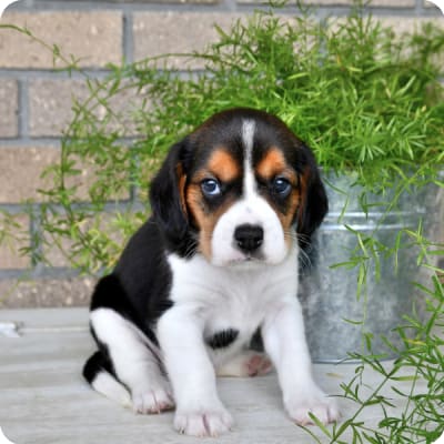 Photo of Beaglier