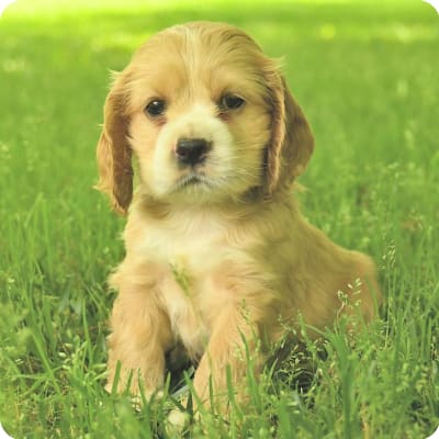 Photo of Cocker Spaniel