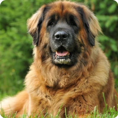 Photo of Leonberger