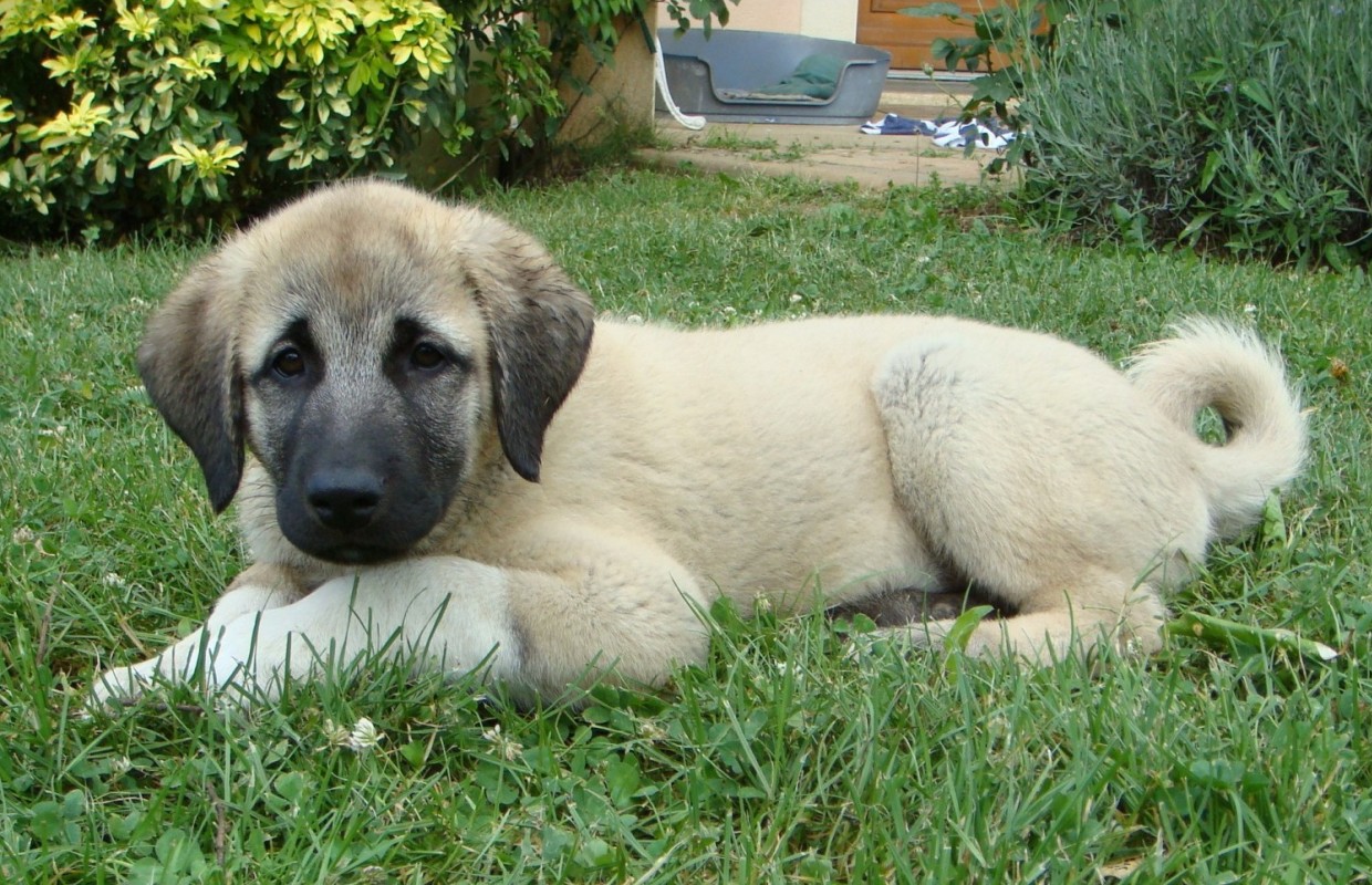 Photo of Anatolian Shepherd