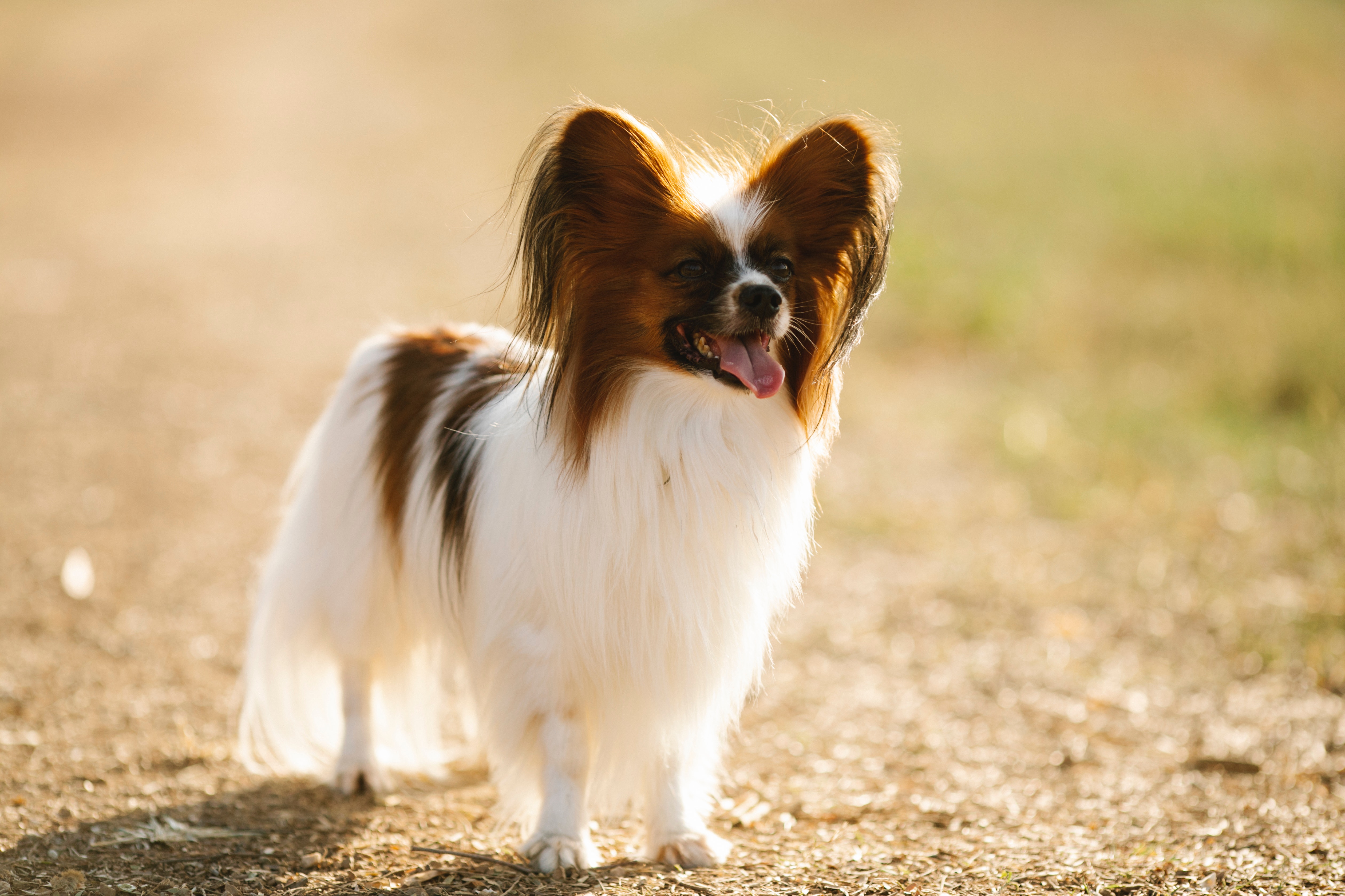 Photo of Papillon