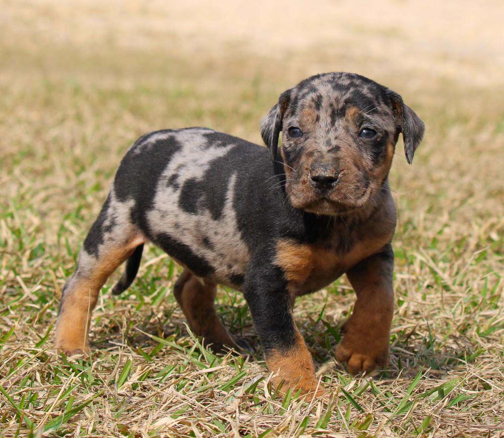Photo of Catahoula Leopard Dog