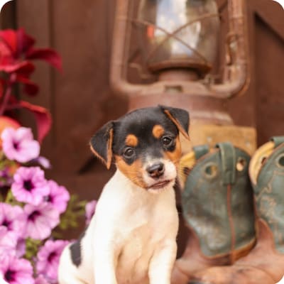 Photo of Jack Russell Terrier