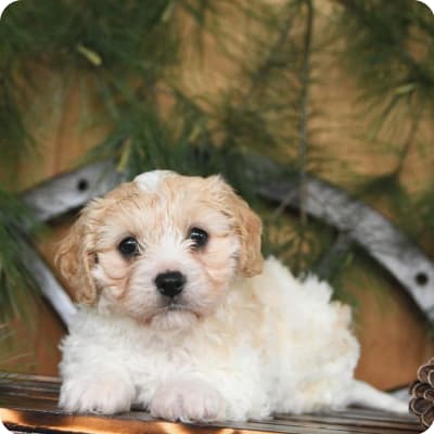 Photo of Cavachon