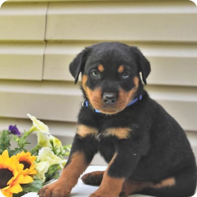 Photo of Rottweiler