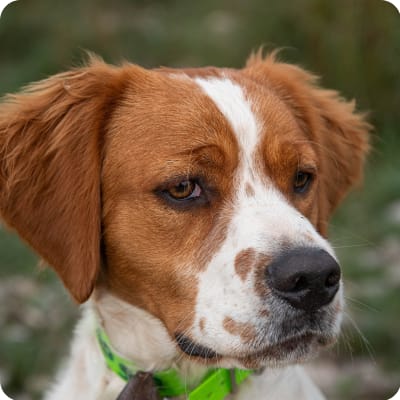 Photo of Brittany Spaniel