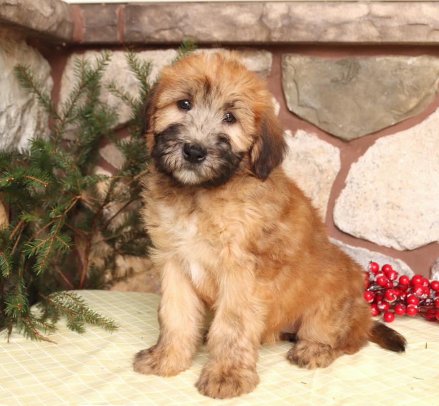 Photo of Soft Coated Wheaten Terrier