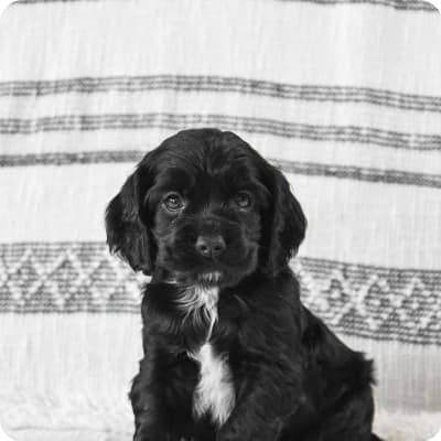 Photo of Cocker Spaniel