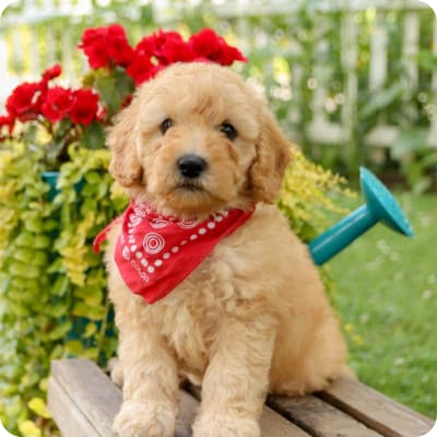 Photo of Mini Sheepadoodle