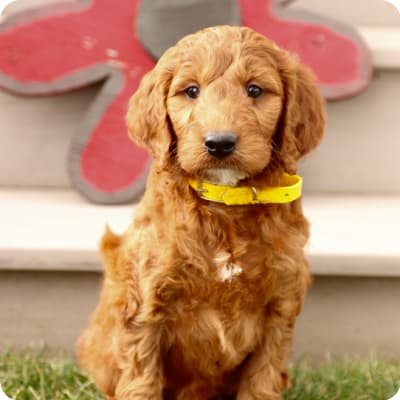 Photo of Irish Doodle