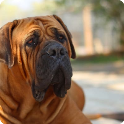 Photo of South African Boerboels