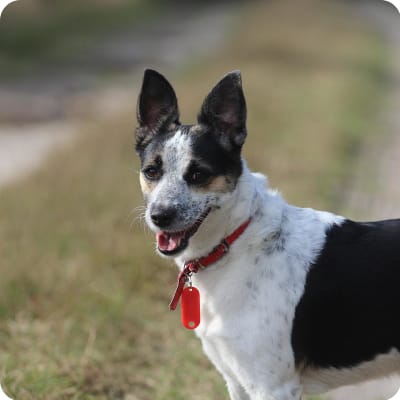 Photo of Rat Terrier
