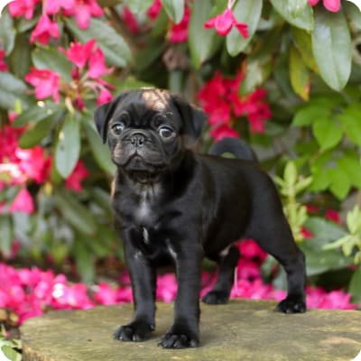 Photo of Pug