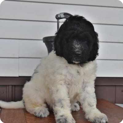 Photo of Newfypoo