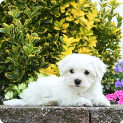 Photo of Maltese