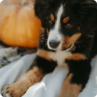 Photo of Bernese Mountain Dog