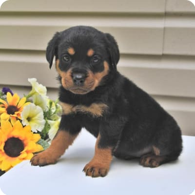 Photo of Rottweiler