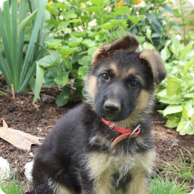Photo of German Shepherd