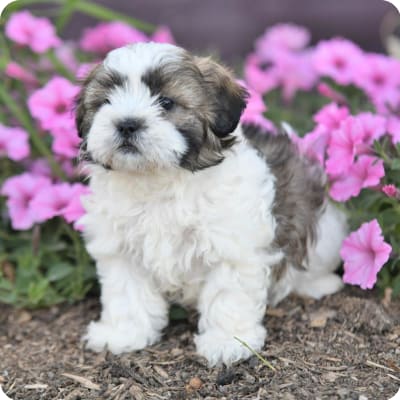 Photo of Teddy Bear