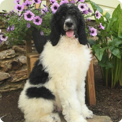 Photo of Standard Poodle