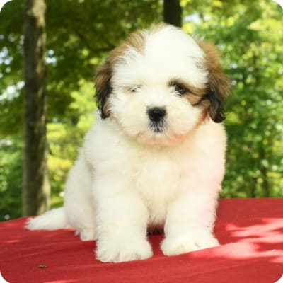Photo of Lhasa Apso