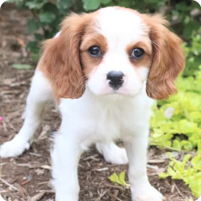 Photo of Cavalier King Charles Spaniel