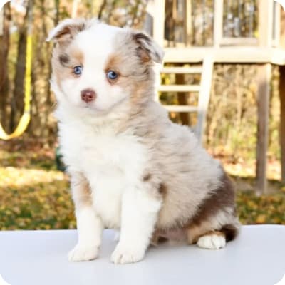 Photo of Toy Australian Shepherd