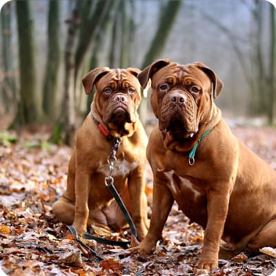 Photo of Dogue De Bordeaux