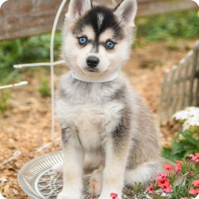 Photo of Alaskan Klee Kai