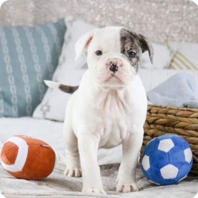 Photo of Alapaha Blue Blood Bulldog