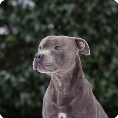 Photo of American Staffordshire Terrier