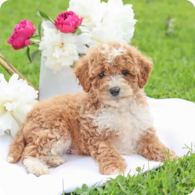 Photo of Mini Labradoodle