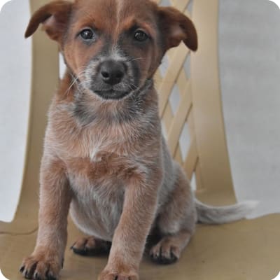 Photo of Australian Cattle Dog