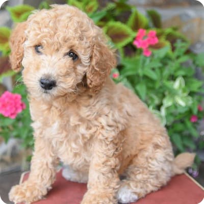 Photo of Miniature Poodle