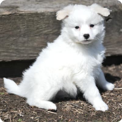 Photo of Eskipoo