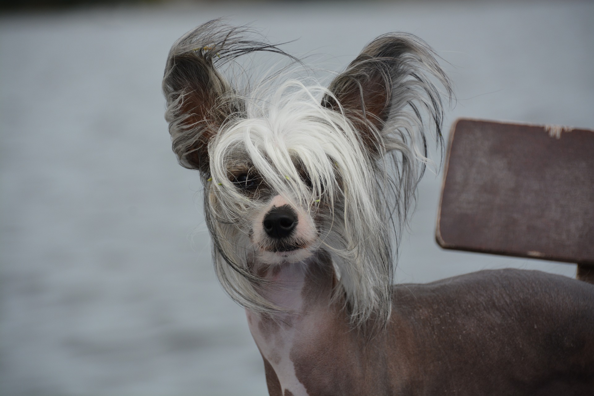 Photo of Chinese Crested