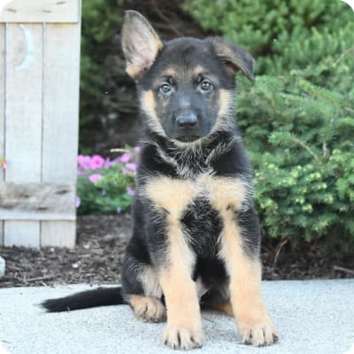 Photo of German Shepherd