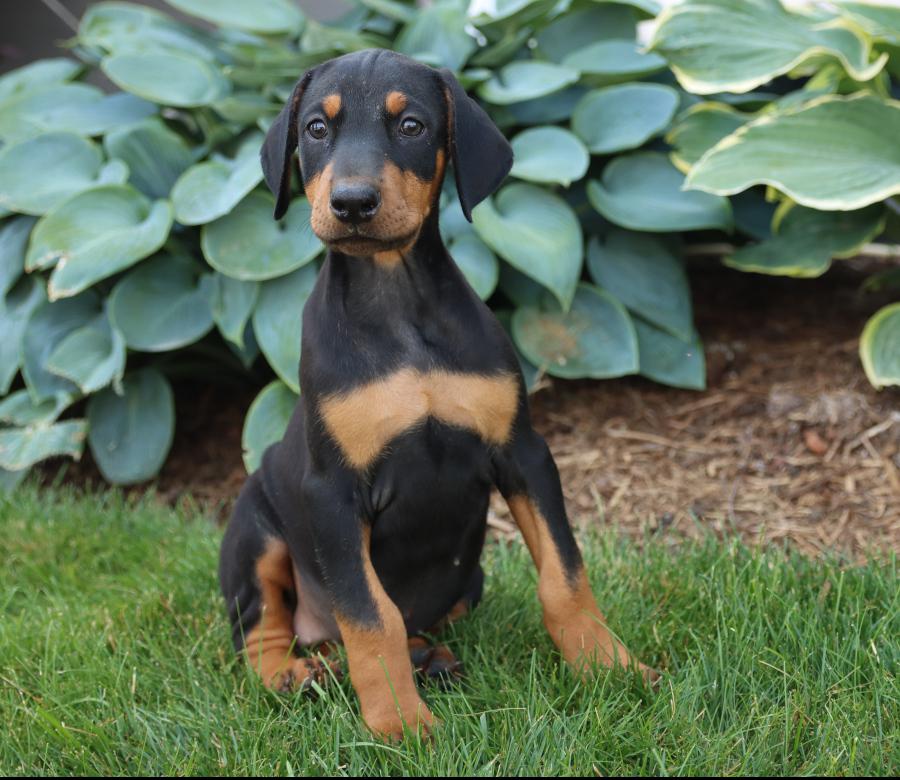 Photo of Doberman Pinscher