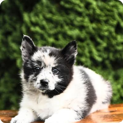 Photo of Pomsky