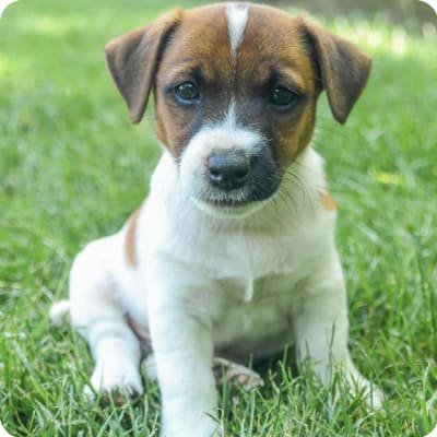 Photo of Jack Russell Terrier