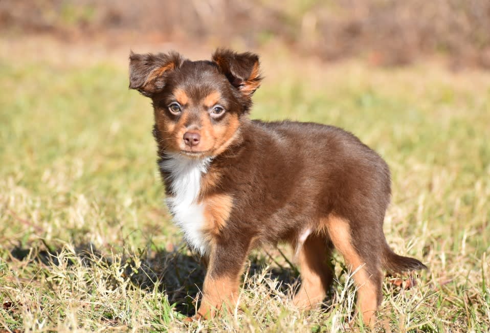 Photo of Toy Australian Shepherd