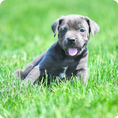 Photo of Cane Corso