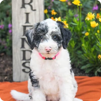 Photo of Mini Sheepadoodle