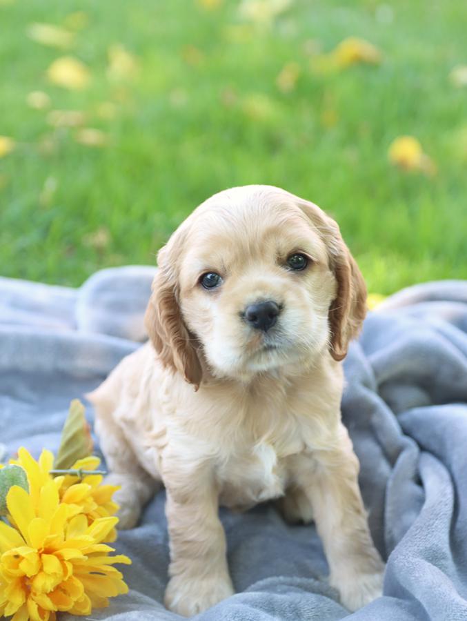 Photo of Cocker Spaniel