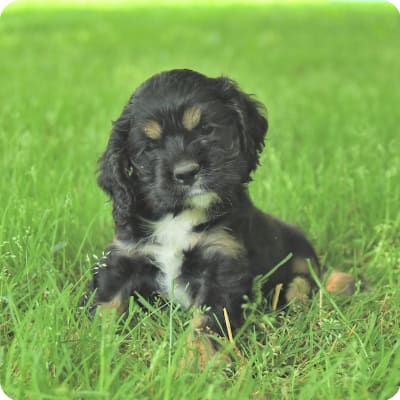 Photo of Cocker Spaniel
