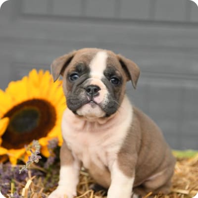 Photo of Beabull