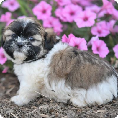 Photo of Teddy Bear